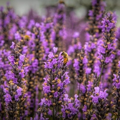 Test image for web design